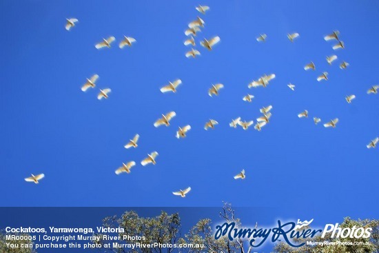 Cockatoos, Yarrawonga, Victoria