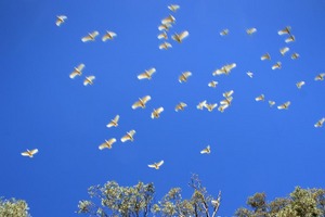 Cockatoos, Yarrawonga, Victoria