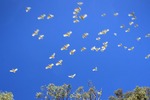 Cockatoos, Yarrawonga, Victoria