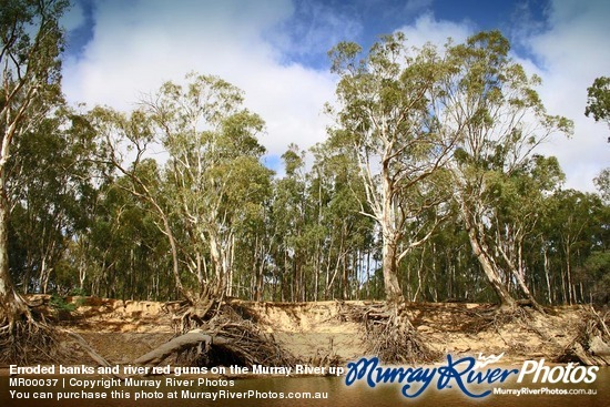 Erroded banks and river red gums on the Murray River up river from Echuca, Victoria