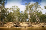 Erroded banks and river red gums on the Murray River up river from Echuca, Victoria