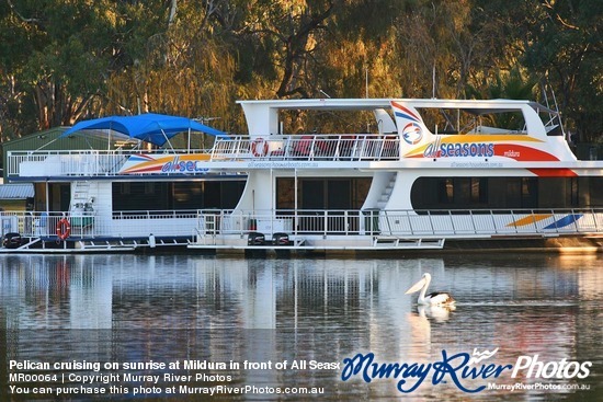 Pelican cruising on sunrise at Mildura in front of All Seasons Houseboats, Victoria