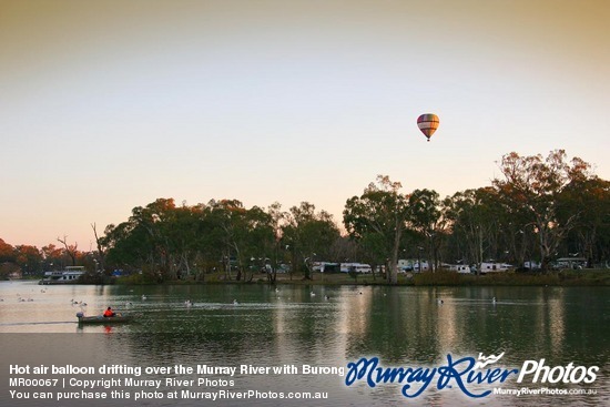 Hot air balloon drifting over the Murray River with Buronga Caravan Park in the background, Mildura, Victoria, Buronga, New South Wales