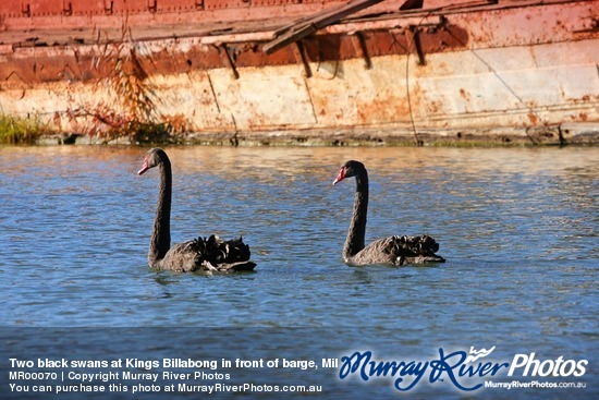 Two black swans at Kings Billabong in front of barge, Mildura, Victoria