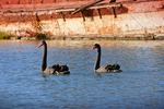Two black swans at Kings Billabong in front of barge, Mildura, Victoria