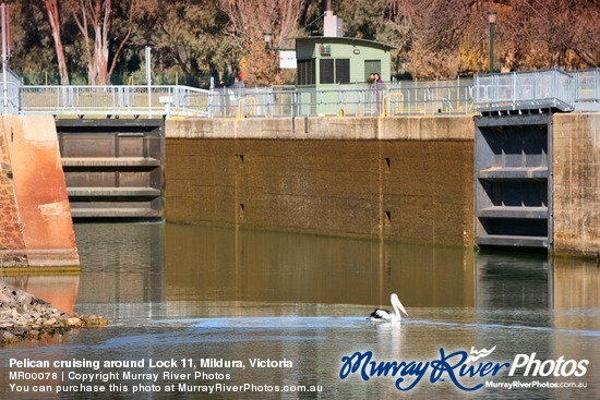 Pelican cruising around Lock 11, Mildura, Victoria