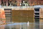 Pelican cruising around Lock 11, Mildura, Victoria