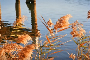 Mildura Wharf reflection