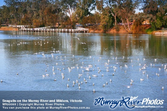 Seagulls on the Murray River and Mildura, Victoria