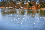 Seagulls on the Murray River and Mildura, Victoria
