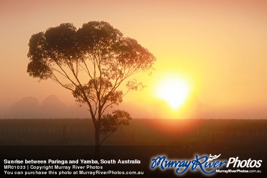 Sunrise between Paringa and Yamba, South Australia