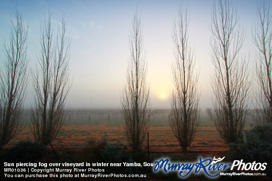 Sun piercing fog over vineyard in winter near Yamba, South Australia