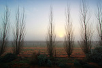 Sun piercing fog over vineyard in winter near Yamba, South Australia