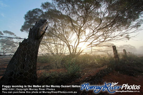 Foggy morning in the Mallee at the Murray-Sunset National Park, Victoria