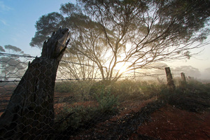 Foggy morning in the Mallee at the Murray-Sunset National Park, Victoria