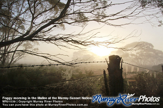 Foggy morning in the Mallee at the Murray-Sunset National Park, Victoria