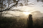 Foggy morning in the Mallee at the Murray-Sunset National Park, Victoria