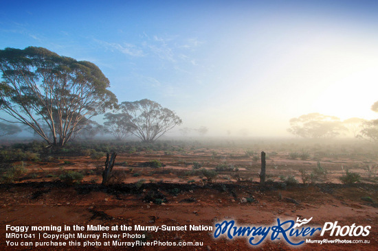 Foggy morning in the Mallee at the Murray-Sunset National Park, Victoria