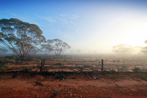 Foggy morning in the Mallee at the Murray-Sunset National Park, Victoria