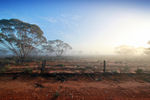Foggy morning in the Mallee at the Murray-Sunset National Park, Victoria