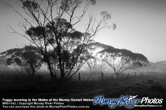 Foggy morning in the Mallee at the Murray-Sunset National Park, Victoria