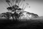 Foggy morning in the Mallee at the Murray-Sunset National Park, Victoria