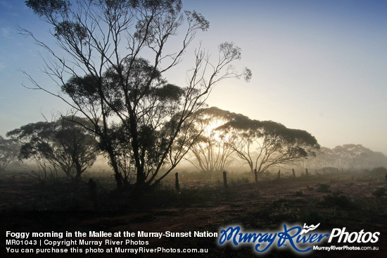 Foggy morning in the Mallee at the Murray-Sunset National Park, Victoria