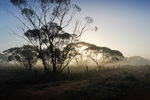 Foggy morning in the Mallee at the Murray-Sunset National Park, Victoria