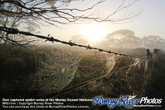 Dew captured spider webs at the Murray-Sunset National Park, Victoria