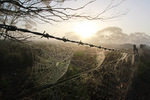 Dew captured spider webs at the Murray-Sunset National Park, Victoria