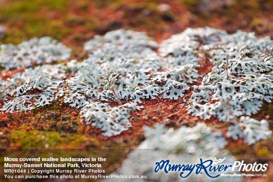 Moss covered mallee landscapes in the\nMurray-Sunset National Park, Victoria