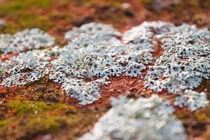 Moss covered mallee landscapes in the\nMurray-Sunset National Park, Victoria