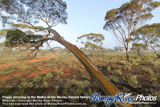 Foggy morning in the Mallee at the Murray-Sunset National Park, Victoria