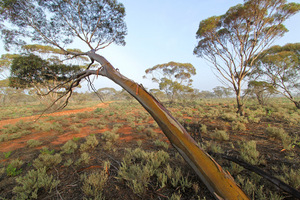 Foggy morning in the Mallee at the Murray-Sunset National Park, Victoria