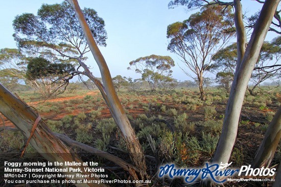 Foggy morning in the Mallee at the\nMurray-Sunset National Park, Victoria