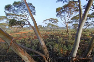 Foggy morning in the Mallee at the\nMurray-Sunset National Park, Victoria