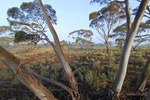 Foggy morning in the Mallee at the Murray-Sunset National Park, Victoria