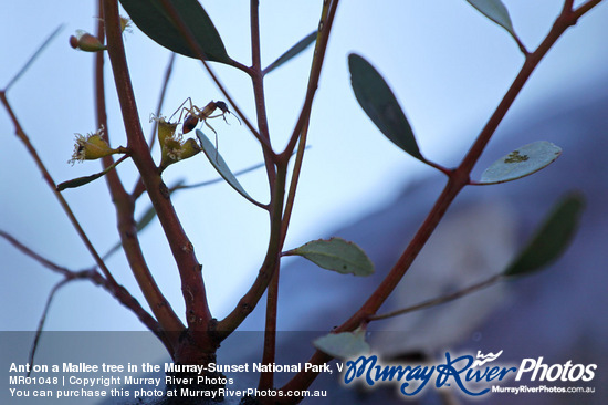 Ant on a Mallee tree in the Murray-Sunset National Park, Victoria