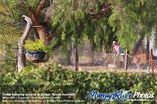 Galah hanging around in Sedan, South Australia