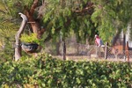 Galah hanging around in Sedan, South Australia