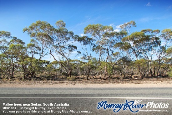 Mallee trees near Sedan, South Australia