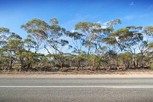 Mallee trees near Sedan, South Australia