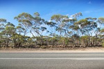 Mallee trees near Sedan, South Australia