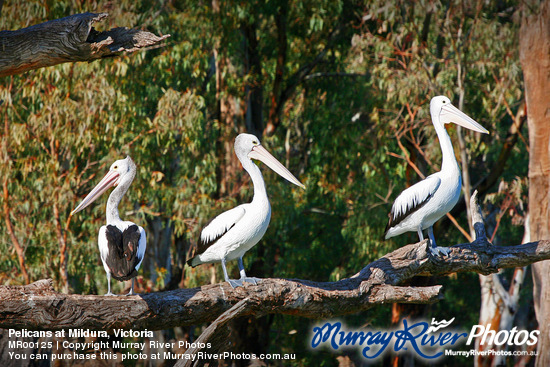 Pelicans at Mildura, Victoria