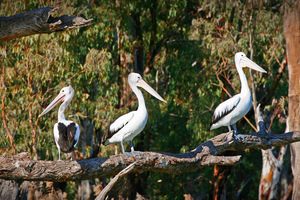 Pelicans at Mildura, Victoria