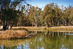 Murray River near Lock 11 and Lock Island, Mildura, Victoria