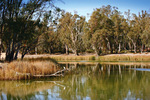 Murray River near Lock 11 and Lock Island, Mildura, Victoria