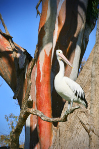 Pelican at Kings Billabong, Mildura, Victoria