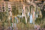 Murray River riverscape down from Mildura, Victoria