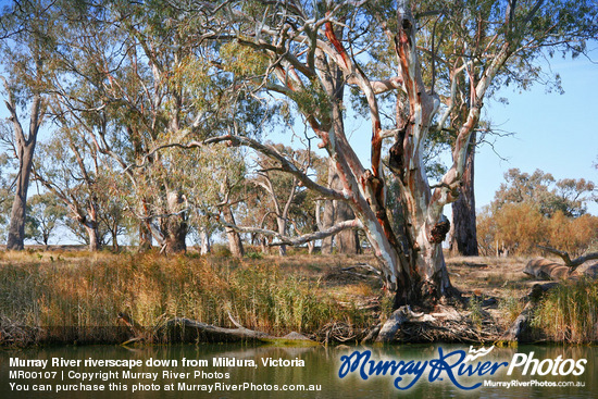 Murray River riverscape down from Mildura, Victoria
